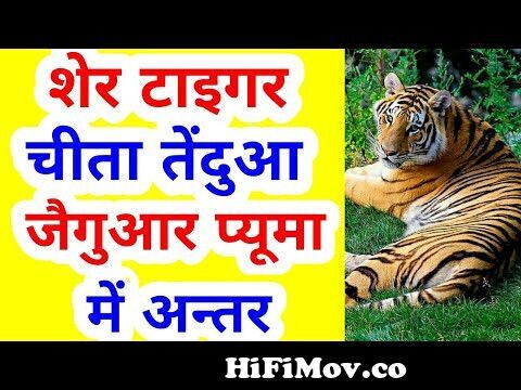 What is the difference among lion,tiger,cheetah,leopard, jaguar and puma ?  | In Hindi | from tiger vs leopard vs lion Watch Video 