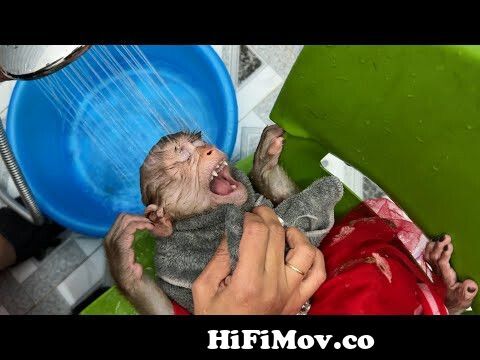 Monkey KaKa obediently lies still for Mom to wash KaKa's hair from dodo kaka  funny Watch Video 