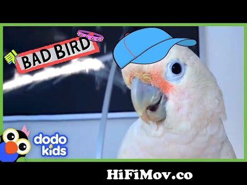 Bad Bird Pecks His Mom and Breaks Into Fridge! | Bad Boys and Girls | Dodo  Kids from dodo kaka funny Watch Video 
