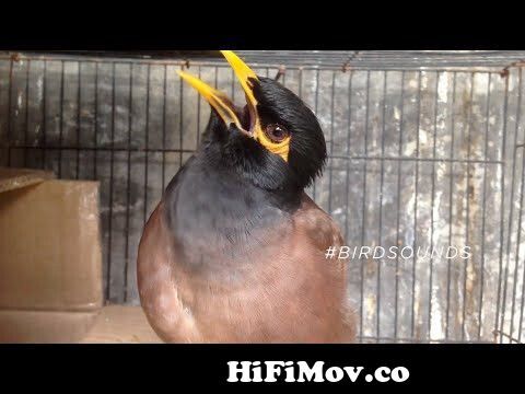 Common Myna Bird Sound | Shalik Pakhi | Acridotheres tristis | Indian  Bird#BirdSounds from salik pakhi Watch Video 