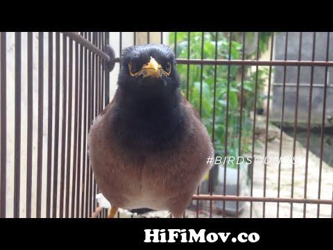 Common myna bird songIndian myna sound | mynah singing #BirdSounds from salik  pakhi Watch Video 