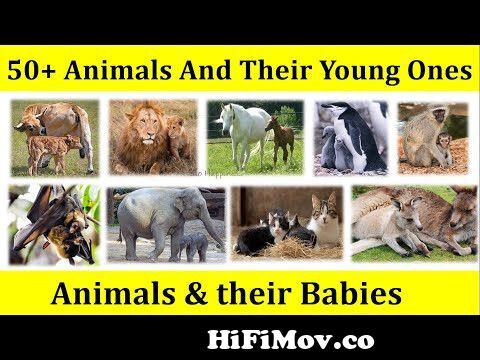Top 50 Hindu Baby Boy Names 2023 | Latest Hindu Baby Boy Names 2023 |  Saru's Empire from deer baby name in hindi Watch Video 