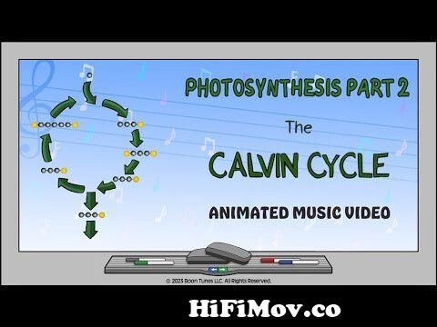 Photosynthesis| Calvin Cycle| Animated Music Video | from photosynthesis  diagram pdf Watch Video 