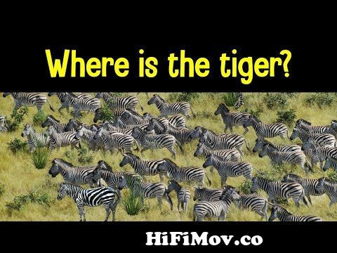 View Full Screen: find the animal game 124 can you find the hidden animals preview hqdefault.jpg
