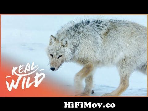 Canada's White Wolves: Ghosts Of The Arctic | 4K Wildlife Documentary |  Real Wild from 201703 nature wolf jpg Watch Video 