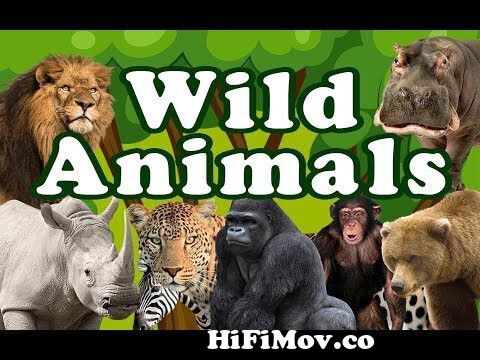 WILD ANIMALS | Learn Wild Animals Sounds and Names For Children, Kids And  Toddlers from wild picture Watch Video 