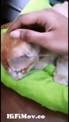 Baby cute funny Cats compilation Videos from www xxx cn Watch Video -  