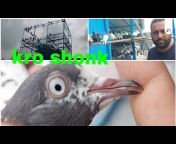 Virat Pigeon Club