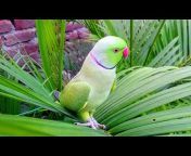 Parrot Paradise