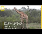 National Geographic Serbia