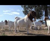 Pacifica Boer Goat Stud