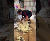 The Sheep Game