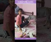 Nadipathy Cows