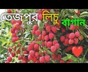 G Videos Bangla