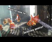 Fancy Goldfish Fanatics