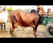 Chuadanga Cattle Market