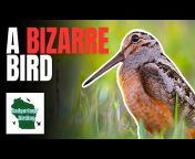 Badgerland Birding