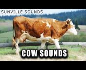 Sunville Sounds