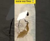 SMtv Bangla