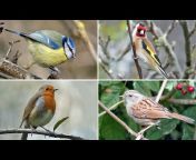 My Birding Year