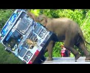 SriLankan Wild Elephant