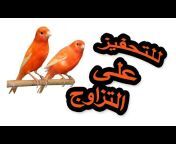 toyor ghazali طيور غزالي Ghazali birds