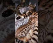 Bengal Kittens for Adoption Dallas Tx