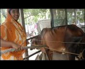 Family u0026 Farm village life Bangladesh Vlog BD