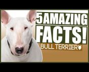 Fenrir Bull Terrier Show