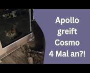 Apollo und Cosmo