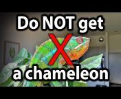 Neptune the Chameleon