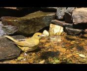 Warbler Ridge Birds