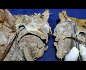 Dissection of Human body : JP Gunasegaran