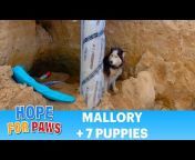 Hope For Paws - Official Rescue Channel