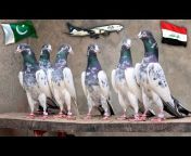 Ch Sakhi Muhammad Bhatti Pigeons