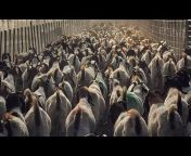 Sheep u0026 Goats