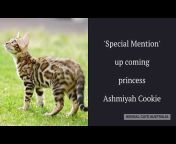 Ashmiyah Bengal Cats