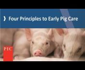 Pig Improvement Company (PIC) – North America