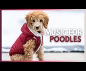 Relaxing Dog Radio - Music for Dogs