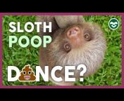 The Sloth Conservation Foundation