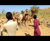 CAMEL of Thar Original