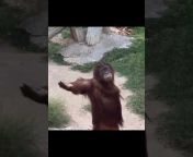 Orangutan Enthusiast.