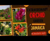 Orchid Doc: Growing Orchids in Jamaica