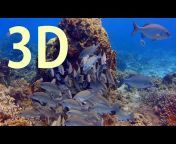 Underwater 3D Channel- Barry Chall Films