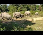 FA_Animals_Assam