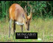 Mongabay हिन्दी