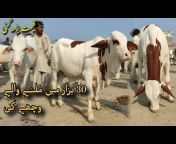 Shah G Goat Farmشاہ جی گوٹ فارم