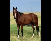 Horse Auctions USA