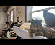 Furball Farm Cat Sanctuary