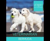 Veterinary Jobs Marketplace